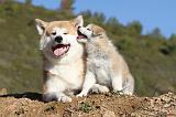 AKITA INU 038